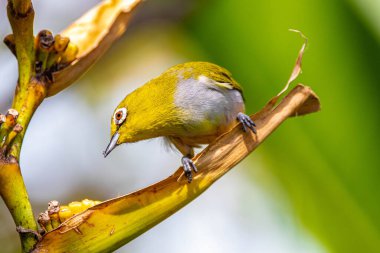 Javan beyaz gözü (Zosterops lezzeti))
