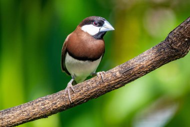 Timor serçesi (Padda fuscata), Timor esmer serçesi olarak da bilinir.