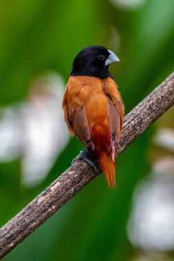Kestane munia veya siyah başlı munia (Lonchura atricapilla)