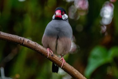 Java serçesi (Padda oryzivora), Java ispinozu, Java pirinç serçesi veya Java pirinç kuşu olarak da bilinir.