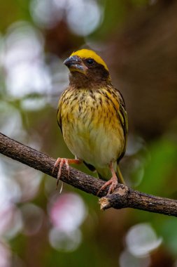 Çizgili dokumacı (Ploceus manyar), dokumacı bir kuş türüdür.