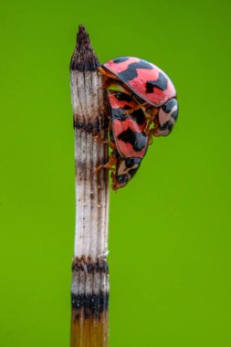 Lady Beetles, Coccinellidae familyasından bir böcektir.