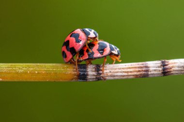 Lady Beetles, Coccinellidae familyasından bir böcektir.