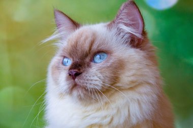 İran kedileri İran 'dan gelmektedir (İran)