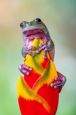 Avustralya yeşil ağaç kurbağası (Ranoidea caerulea), Avustralya 'da sadece yeşil ağaç kurbağası, Beyaz ağaç kurbağası veya tombul ağaç kurbağası olarak da bilinir.