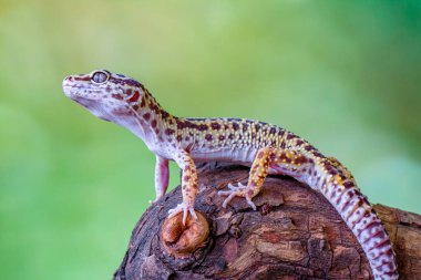 Leopar kertenkelesi veya yaygın leopar kertenkelesi (Eublepharis macularius)
