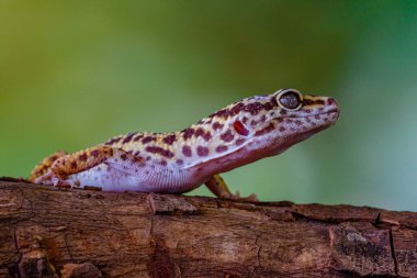 Leopar kertenkelesi veya yaygın leopar kertenkelesi (Eublepharis macularius)