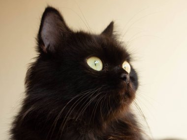 İran kedileri İran 'dan gelmektedir (İran)