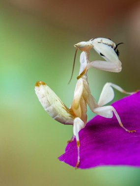 Orkide Peygamberdevesi (