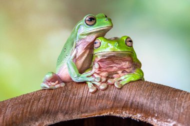 The Australian green tree frog (Ranoidea caerulea), also known as simply green tree frog in Australia, White's tree frog, or dumpy tree frog clipart