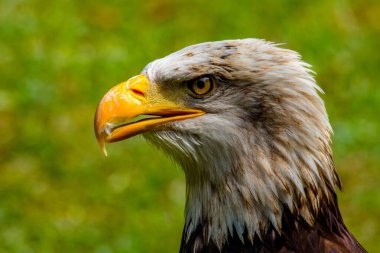 Kel kartal (haliaeetus leucocephalus))