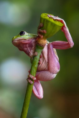 Avustralya yeşil ağaç kurbağası (Ranoidea caerulea), Avustralya 'da sadece yeşil ağaç kurbağası, Beyaz ağaç kurbağası veya tombul ağaç kurbağası olarak da bilinir.