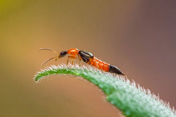 Kortschildkevers Zijn Een Familie Van Kevers — Stockfoto