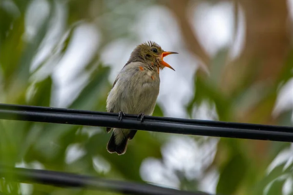 Kırmızı başlı çiçek gagalı (