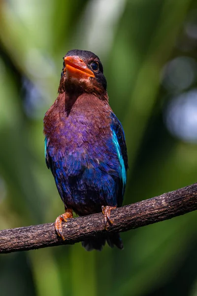 Javan Kingfisher (Halcyon siyanoventris), bazen mavi karınlı Kingfisher veya Java Kingfisher olarak da bilinir.