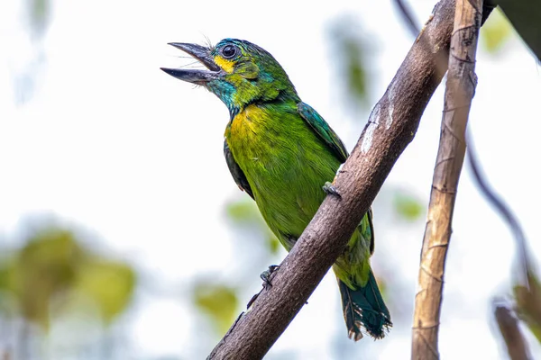 Sarı kulaklı barbet (Psilopogon australis), Asya 'da Java ve Bali' ye özgü bir barbet.