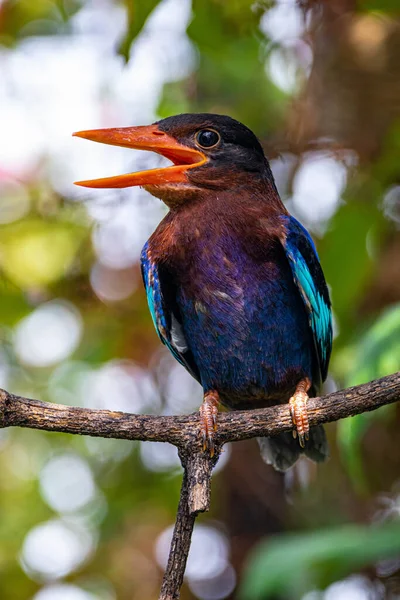 Javan Kingfisher (Halcyon siyanoventris), bazen mavi karınlı Kingfisher veya Java Kingfisher olarak da bilinir.
