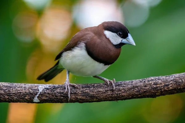 Wróbel Timor Padda Fuscata Znany Również Jako Timor Dusky Sparrow — Zdjęcie stockowe