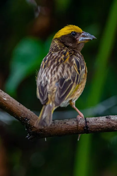 Der Gestreifte Weber Ploceus Manyar Ist Eine Art Webervogel — Stockfoto