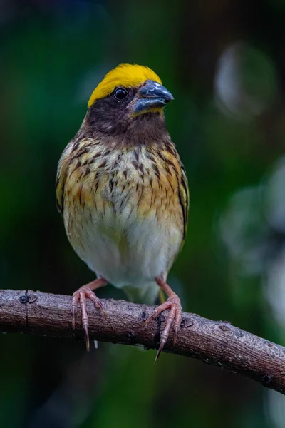 Çizgili dokumacı (Ploceus manyar), dokumacı bir kuş türüdür.