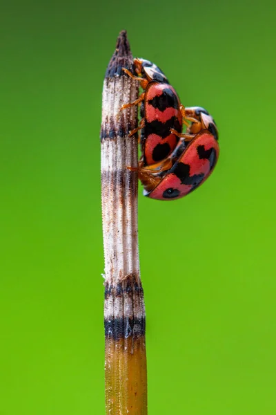 Lady Beetles Una Familia Coleópteros Perteneciente Familia Coccinellidae —  Fotos de Stock