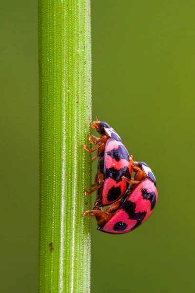 Vrouwenkevers Coccinellidae Zijn Een Familie Van Kevers — Stockfoto