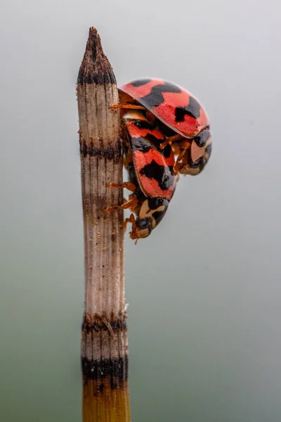 Lady beetles are the Coccinellidae, a family of beetles