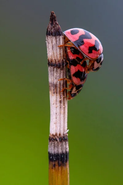 Vrouwenkevers Coccinellidae Zijn Een Familie Van Kevers — Stockfoto