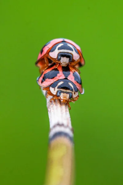 Lady Beetles Coccinellidae Family Beetles — Stock Photo, Image