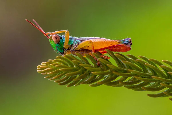 Grasshoppers Zijn Insecten Met Lange Krachtige Achterpoten Die Gebruiken Springen — Stockfoto