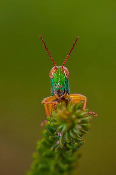 Heuschrecken Sind Insekten Mit Langen Kräftigen Hinterbeinen Die Sie Zum — Stockfoto