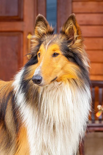 3,920 Lassie Stock Photos - Free & Royalty-Free Stock Photos from Dreamstime