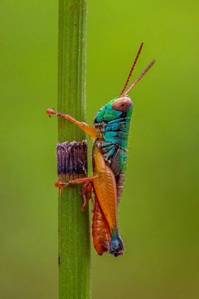 Grasshoppers São Insetos Com Pernas Traseiras Longas Poderosas Que Eles — Fotografia de Stock