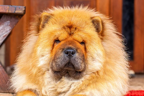 The Chow Chow is a spitz-type of dog breed originally from northern China