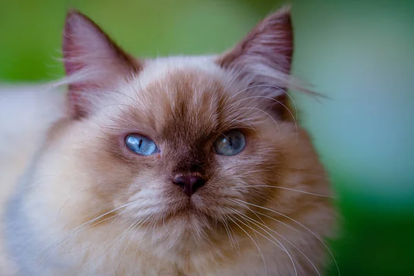 stock image Persian cats originate from Persia (Iran)