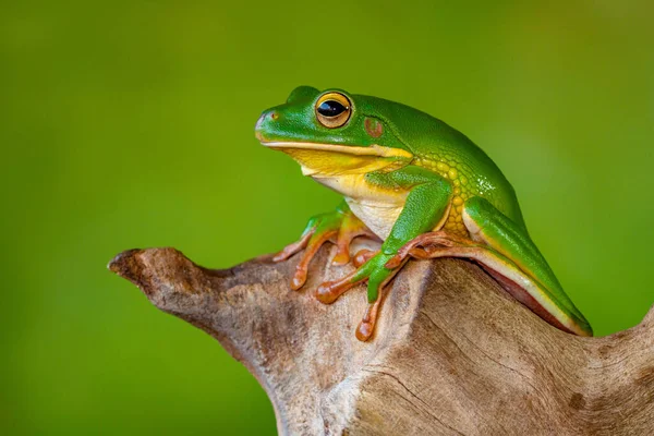 Žába Bělavá Nyctimystes Infrafrenatus — Stock fotografie
