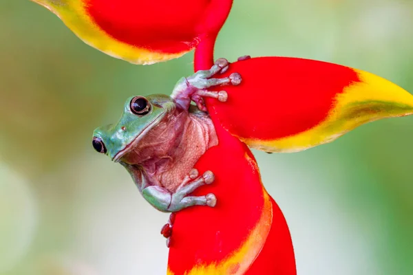 Australian Green Tree Frog Ranoidea Caerulea Also Known Simply Green — Stock Photo, Image