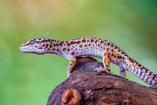 Gecko Lampart Lub Gecko Eublepharis Macularius — Zdjęcie stockowe