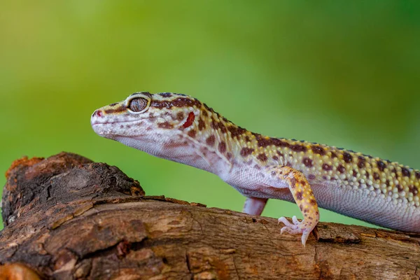 Leopard Gecko Common Leopard Gecko Eublepharis Macularius — Stock Photo, Image
