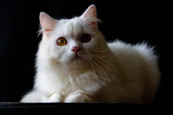 波斯猫原产于波斯 — 图库照片