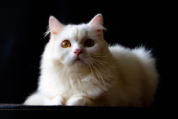 Persian cats originate from Persia (Iran)