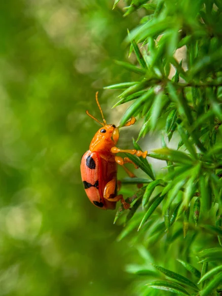 Lady Beetles Uma Família Insetos Coleópteros Polífagos Pertencente Família Coccinellidae — Fotografia de Stock