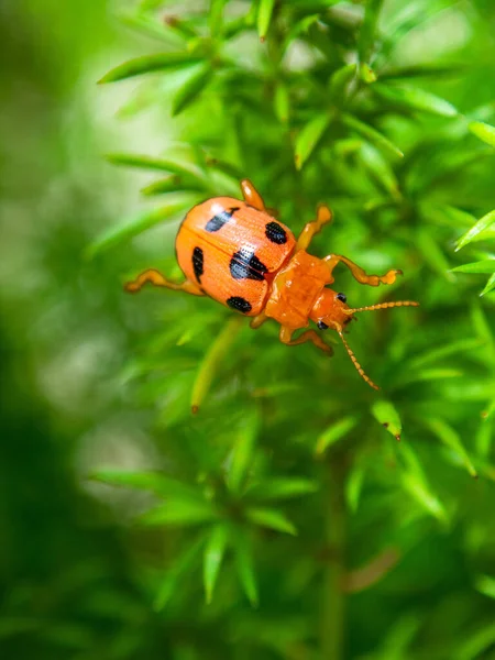 Lady beetles are the Coccinellidae, a family of beetles
