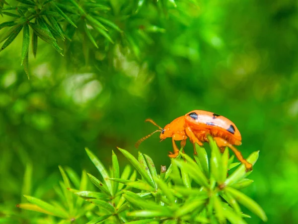 Lady Beetles Uma Família Insetos Coleópteros Polífagos Pertencente Família Coccinellidae — Fotografia de Stock