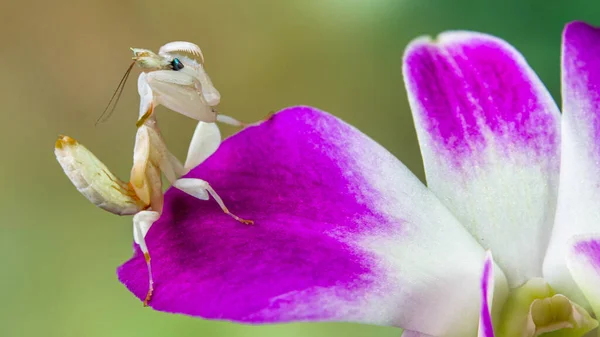 兰花螳螂是一种产于东南亚热带雨林的螳螂 — 图库照片
