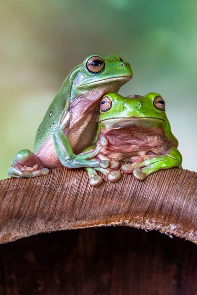 오스트레일리아의 개구리 Ranoidea Caerulea 오스트레일리아의 개구리 Green Tree Frog 화이트의 — 스톡 사진