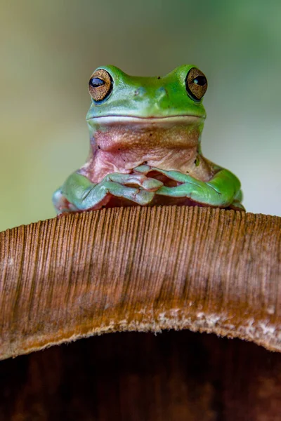 Australský Zelený Strom Žába Ranoidea Caerulea Také Známý Jako Jednoduše — Stock fotografie