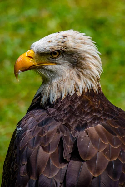 Kel kartal (haliaeetus leucocephalus))