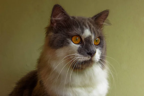 İran kedileri İran 'dan gelmektedir (İran)