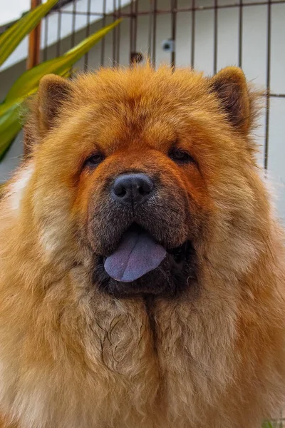Chow Chow Spitz Type Dog Breed Originally Northern China — Stock Photo, Image